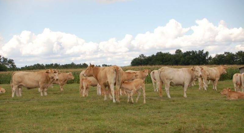 boeuf chalosse ferme clercq