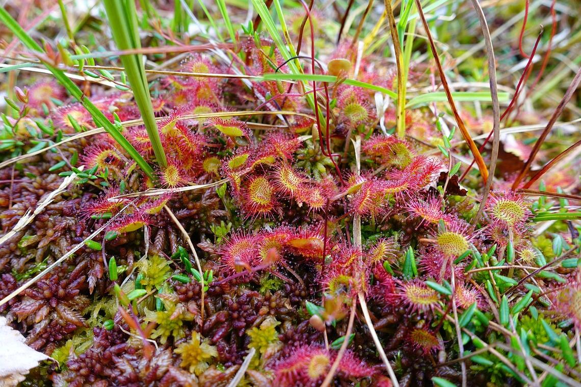 drosera