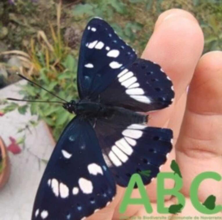 animation papillon