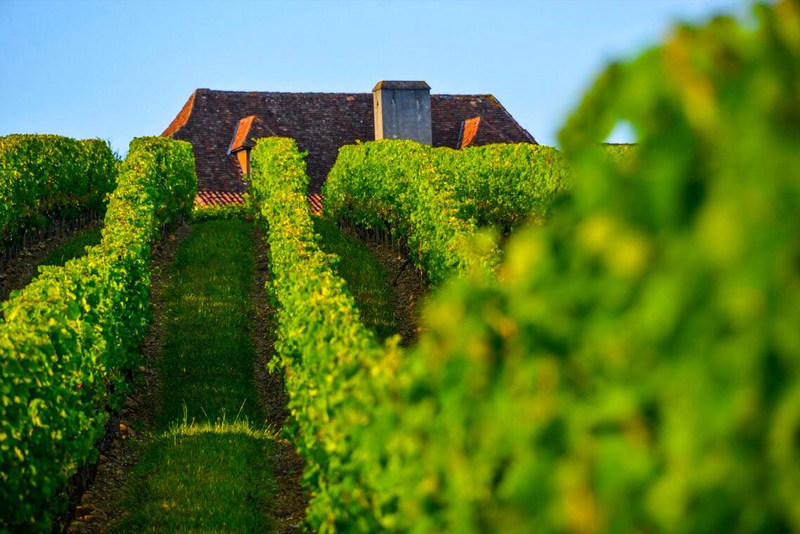Les Vignes