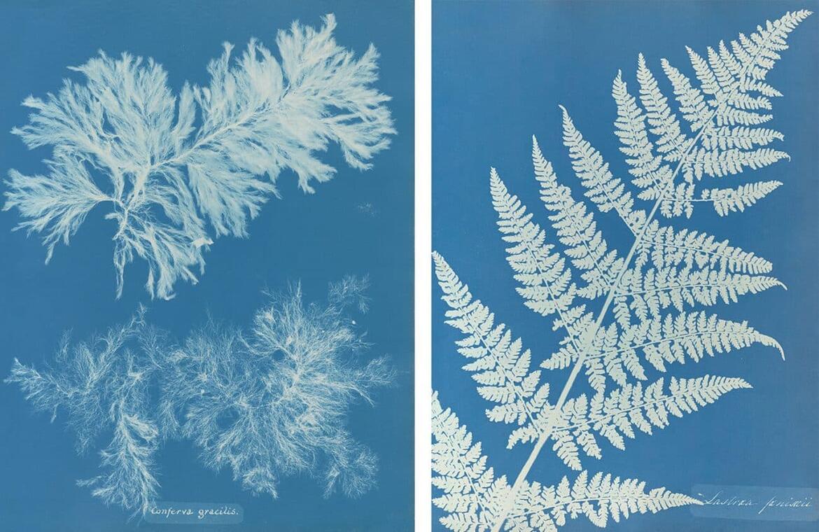 Cyanotype