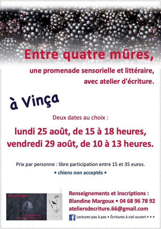Mûres - Août 2025