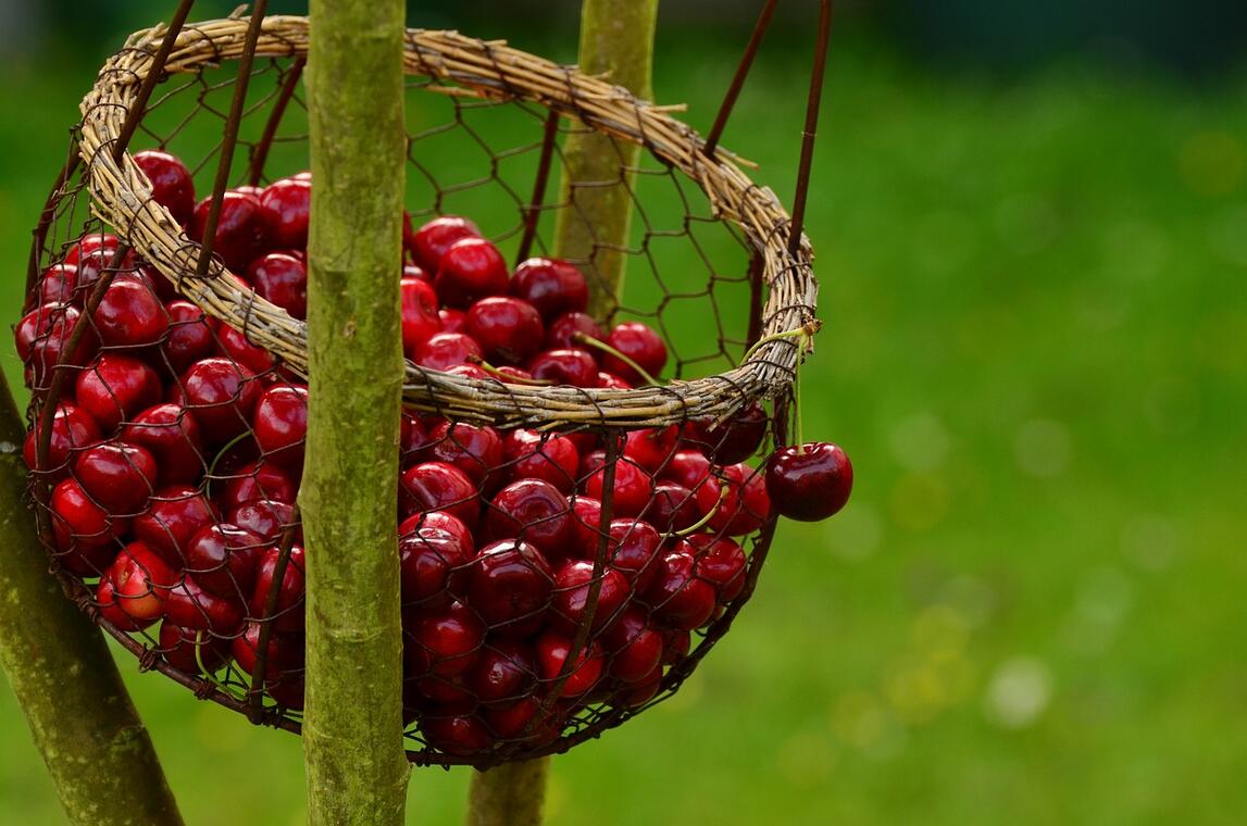 cerises