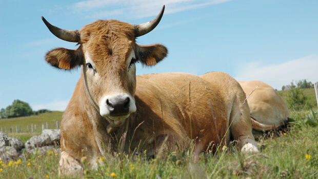 vache-race-aubrac