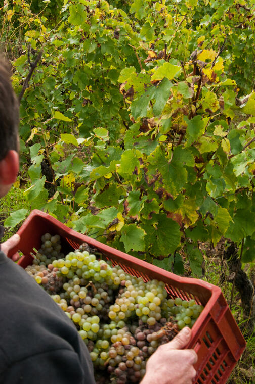 Marçon_-_Domaine_de_la_Roche_Bleue_-_vendanges_-_Stevan_Lira (1)