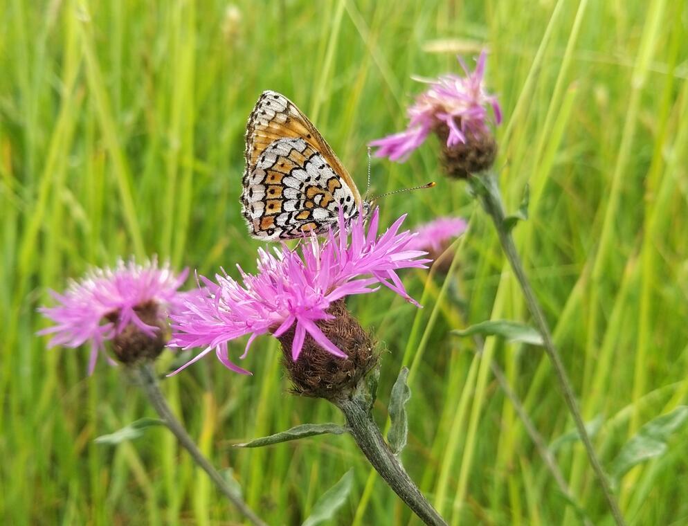 Melitaea cinxia_photo
