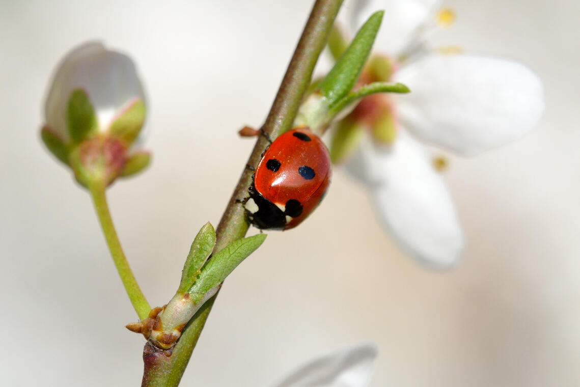 Coccinelle