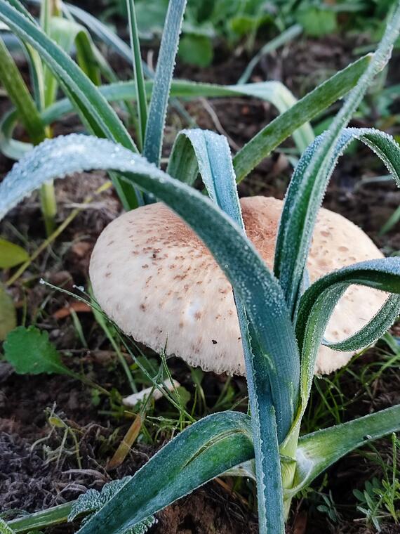 champignons