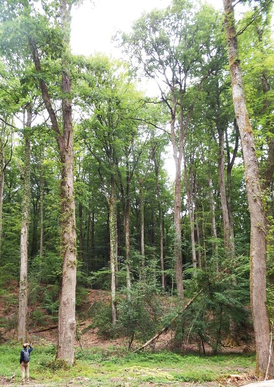Vallon de l'Hermitiere chene 51m ONF