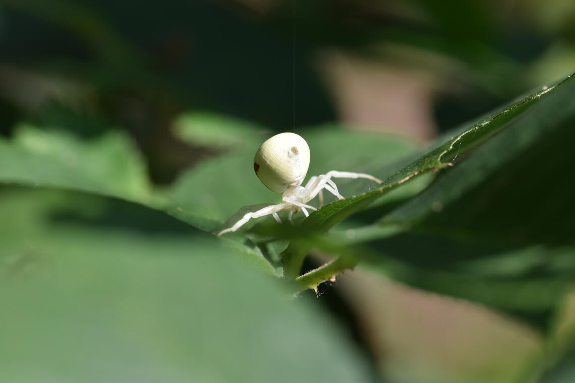 misumena vatia F 2 adrien T-b