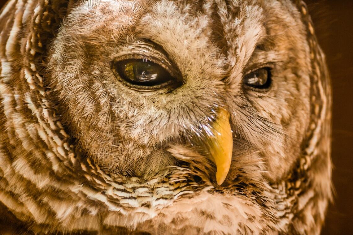 chouette_balade nocturene