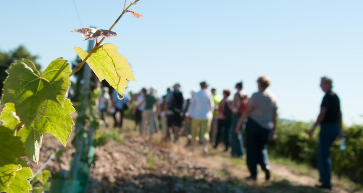 Après-midi guidé dans les vignes