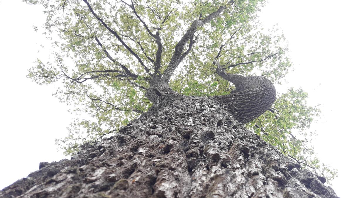 regard forestier