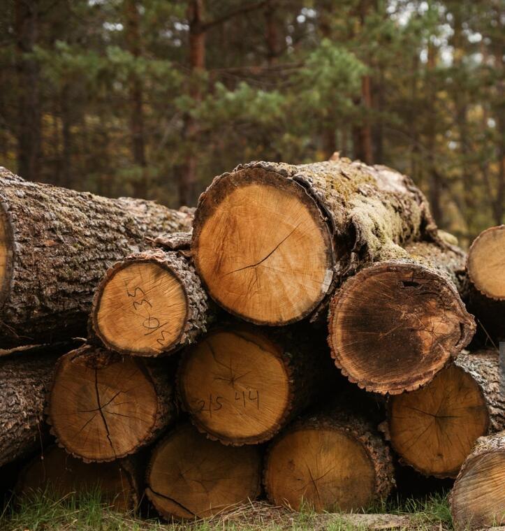 Stock of commercial timber logs in the wood