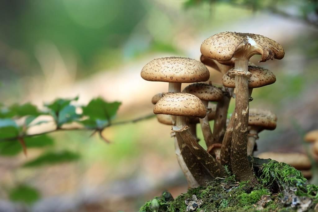 Champignons