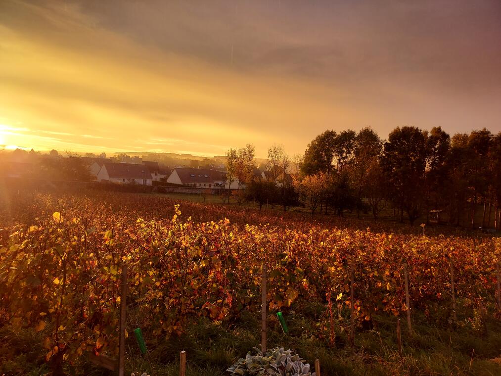 AUTOMNE PAYSAGE