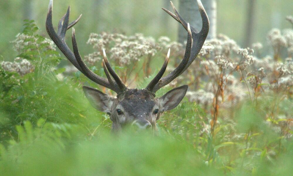 Brame du cerf © Copeaux