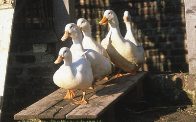 Ferme Jean de la Fontaine_canards < Château-Thierry < Aisne < Picardie