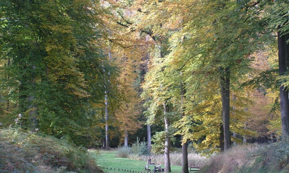 Foret de Retz en automne