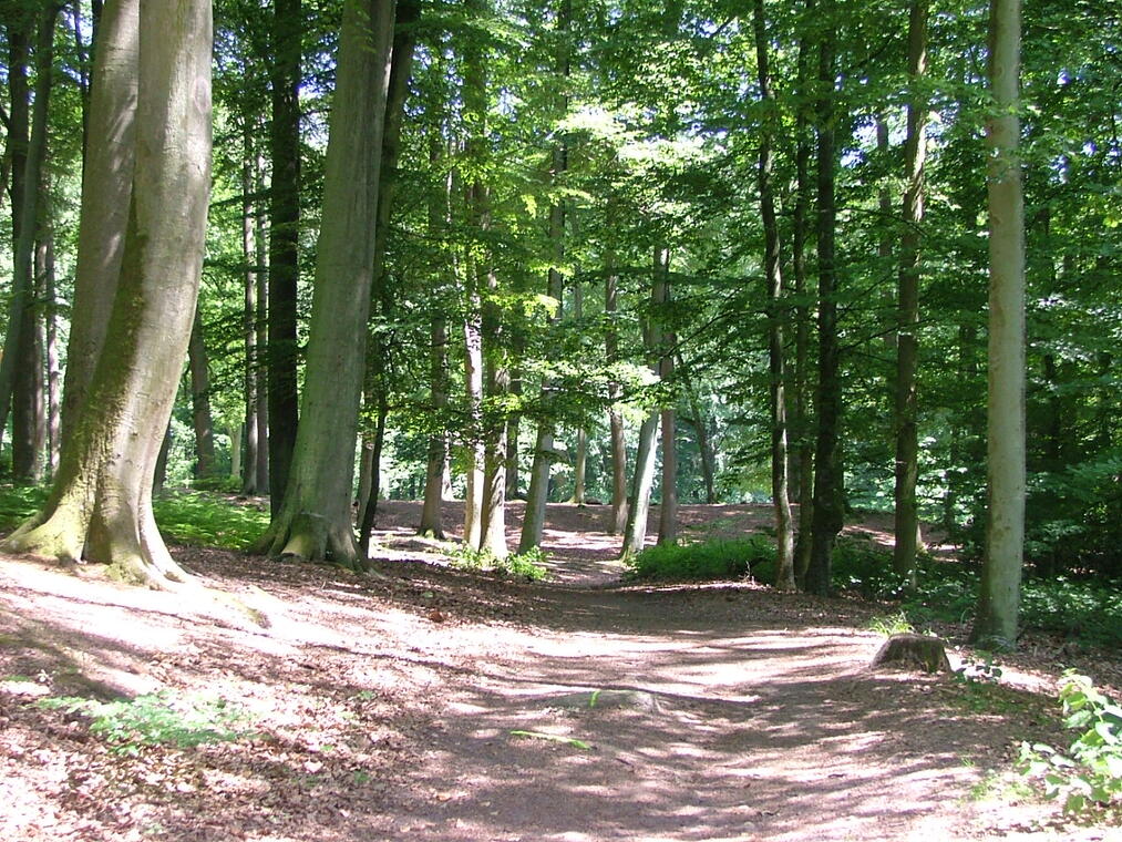 Foret de Retz en ete © OT Retz-en-Valois (14)