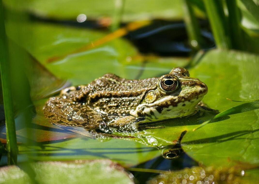 Sortie nature grenouilles < Vesles-et-Caumont < Aisne < Picardie