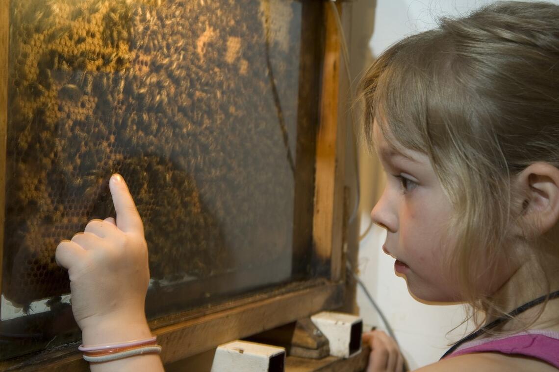 Les ateliers de l'abeille à Chavignon