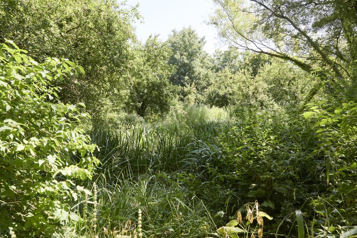 Talmontiers_Jardin du naturaliste_©Laurent MAYEUX (4)