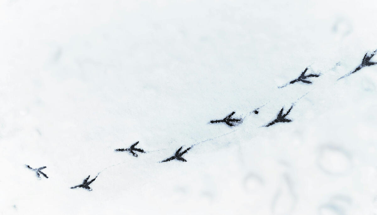 Sortie nature traces animaux < Liesse < Aisne < Hauts-de-France