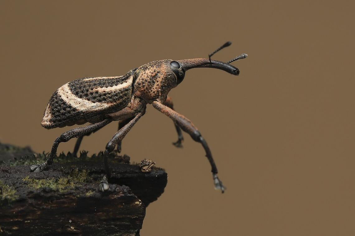 bug-6199670_1280