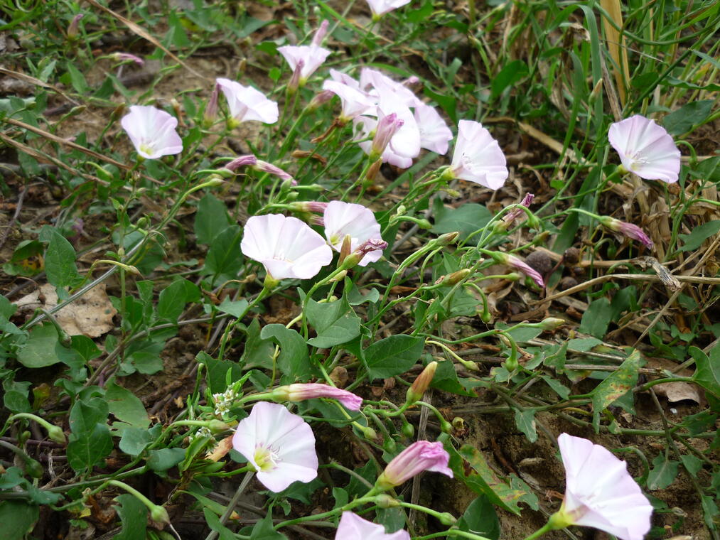 convolvulus arvensis_1 (5)