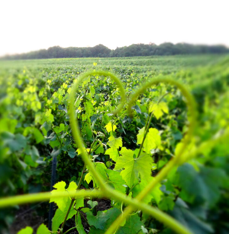 coeur vigne ©mdtlesportesdelachampagne