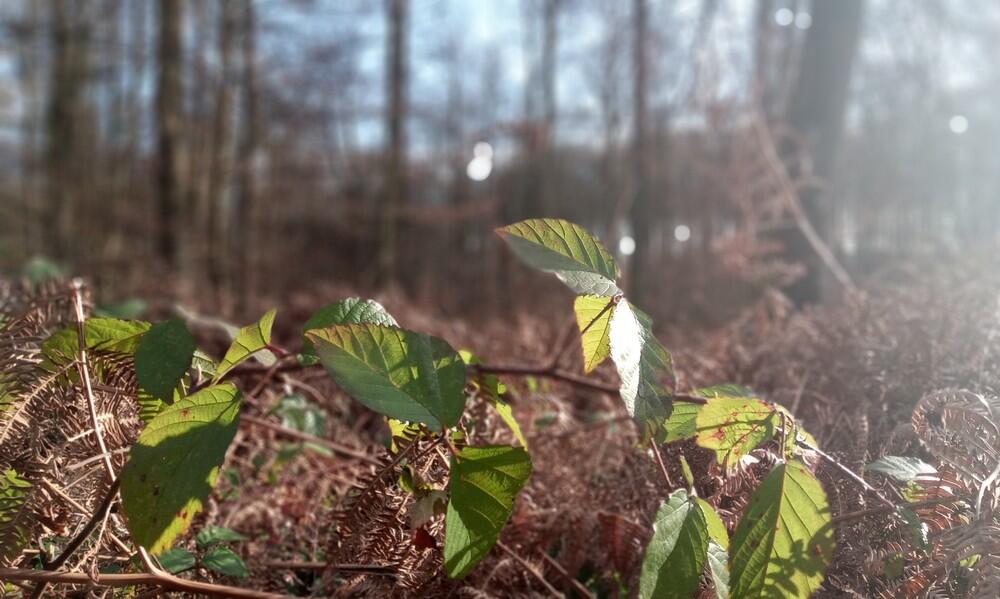 foret de Retz en hiver