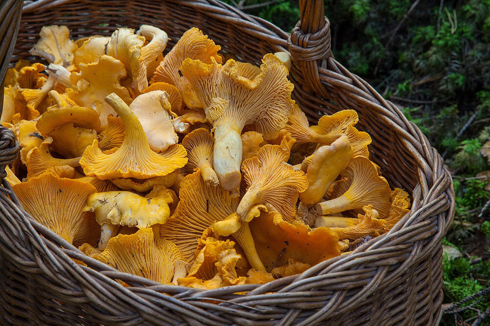 Culture champignons < Pargnan < Aisne < Picardie