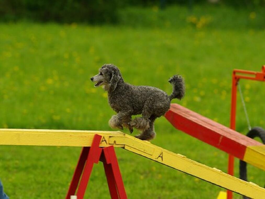 Concours d'agility_1