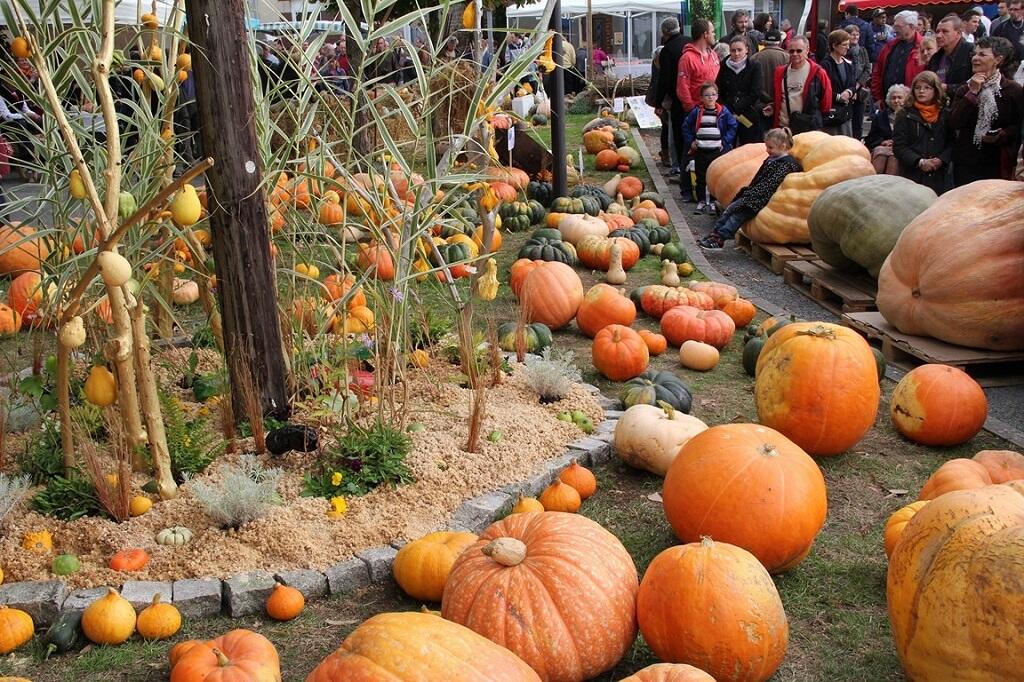Citrouilles