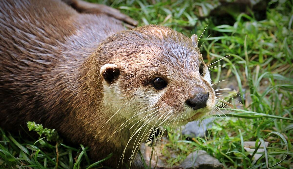 Loutre
