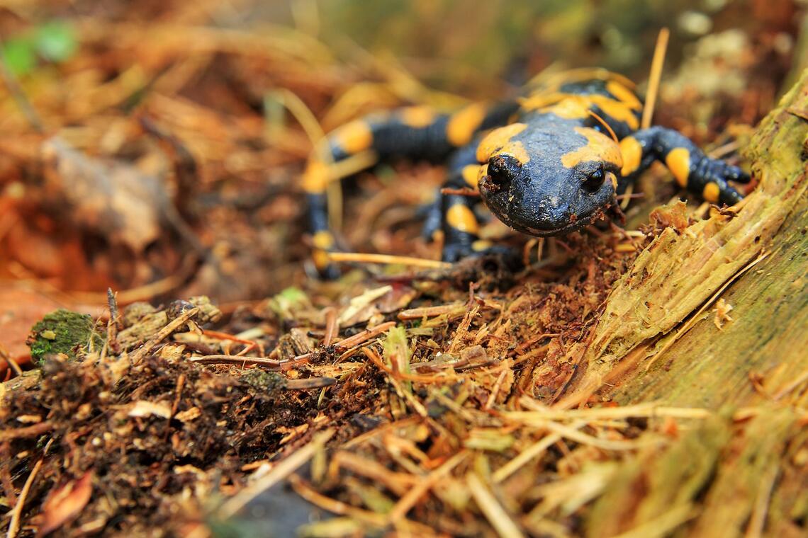 salamandre