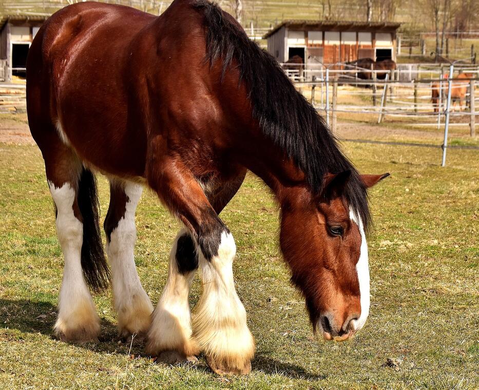 shire-horse-g93a2d37a8_1280