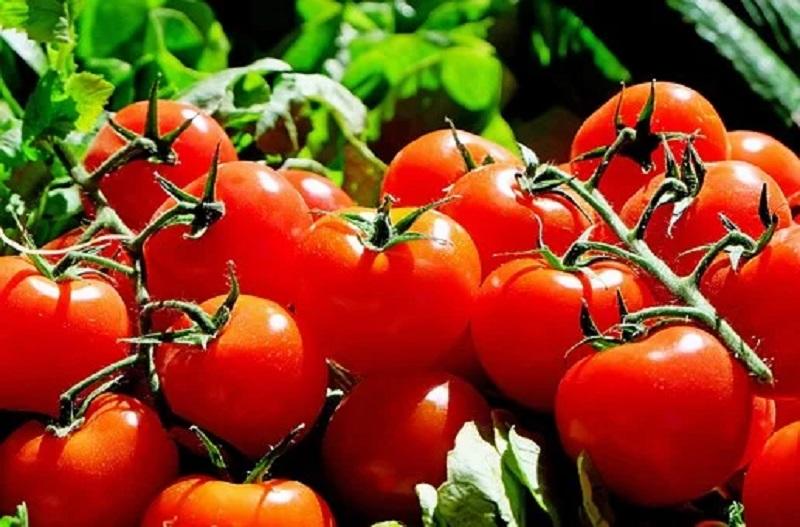 tomatoes-1280859__340