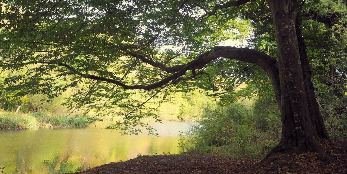 Vieille Rivière 1