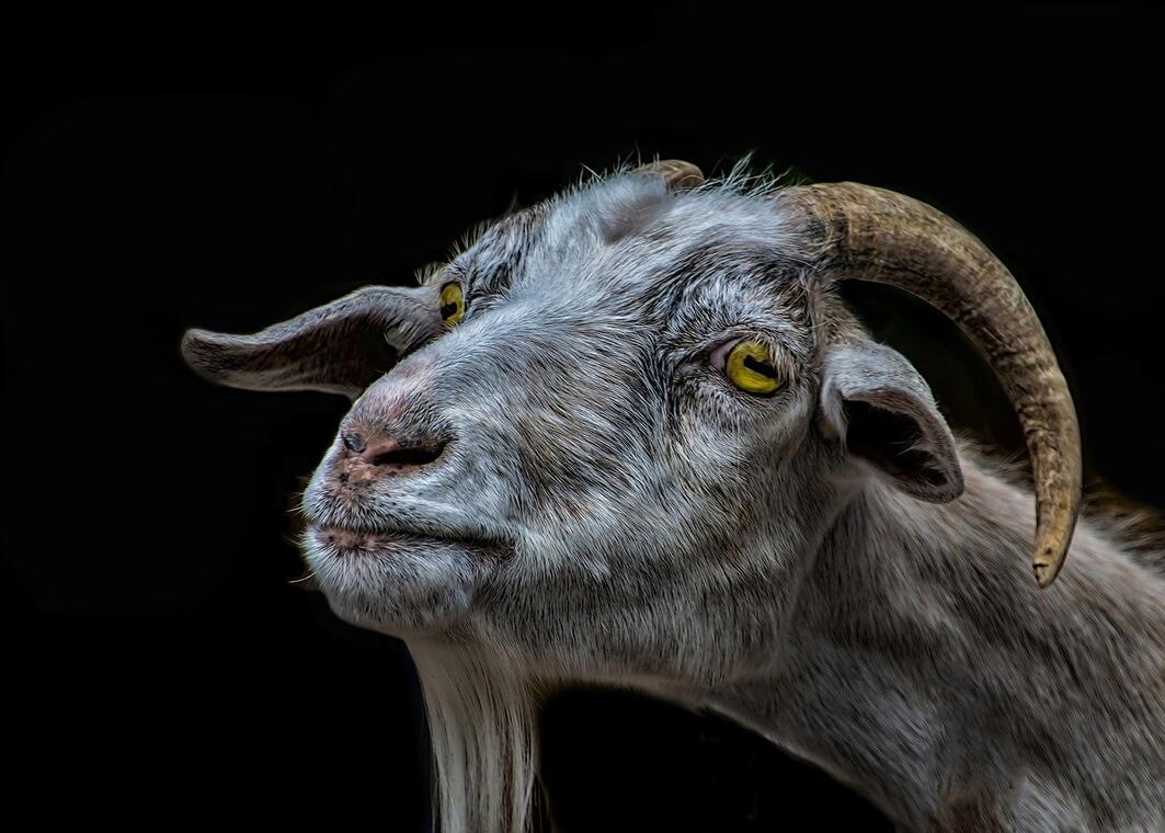 goat-3180258_1280.jpg_1