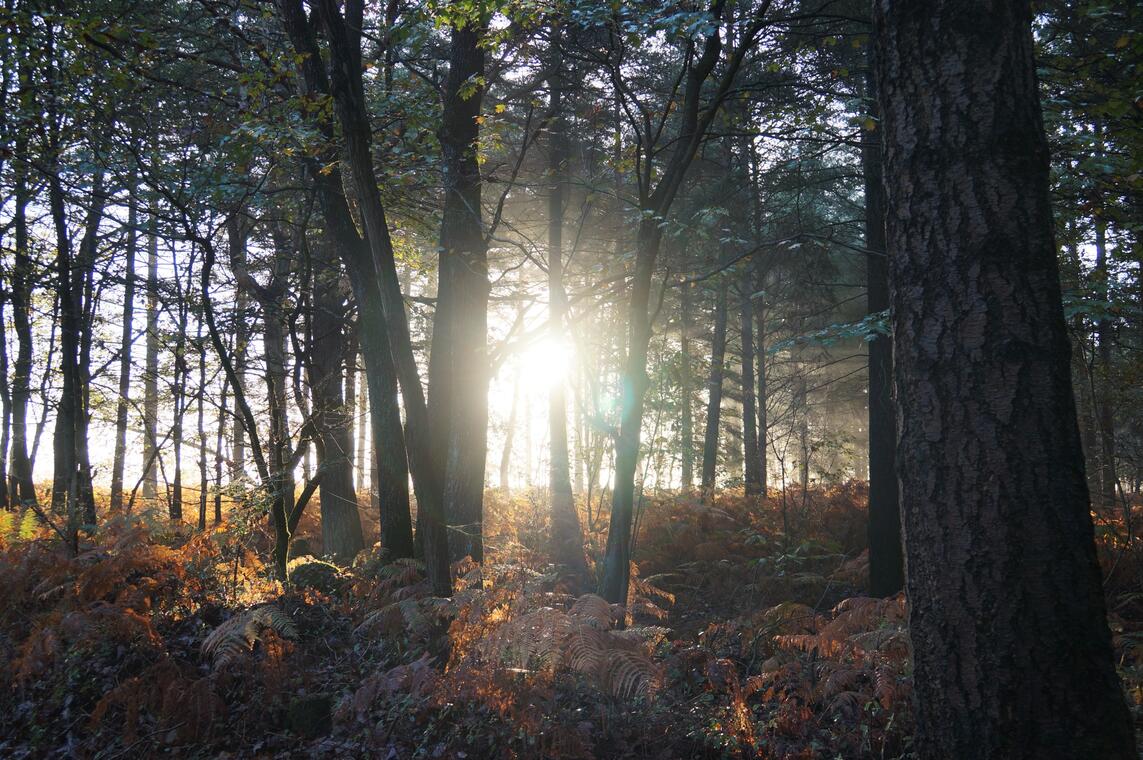 Dans les Forêts