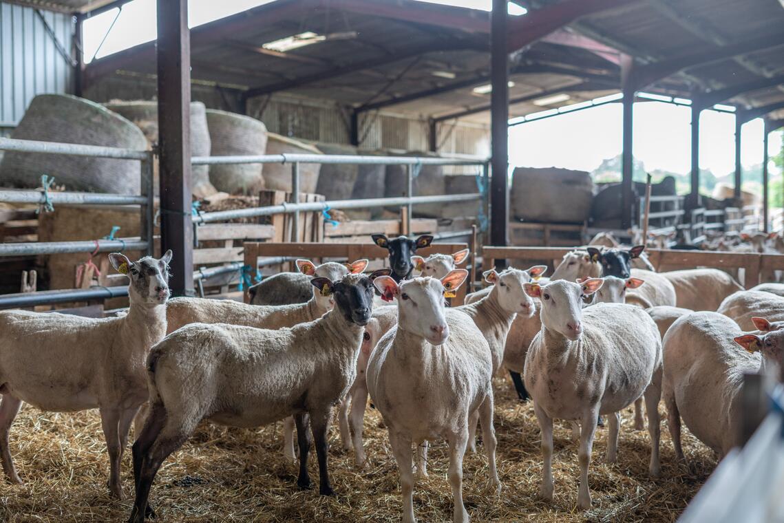 30 - Visite Ferme Périvier