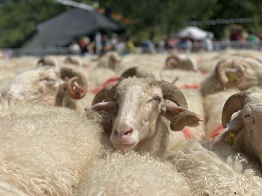 Rencontre du troupeau lors de la fête des estives à Issarbe