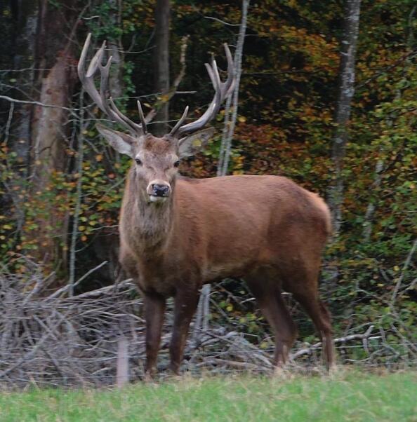 Brame du Cerf