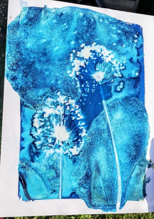 Cyanotype_amalgamecreation