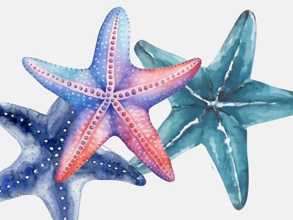 Etoile de mer