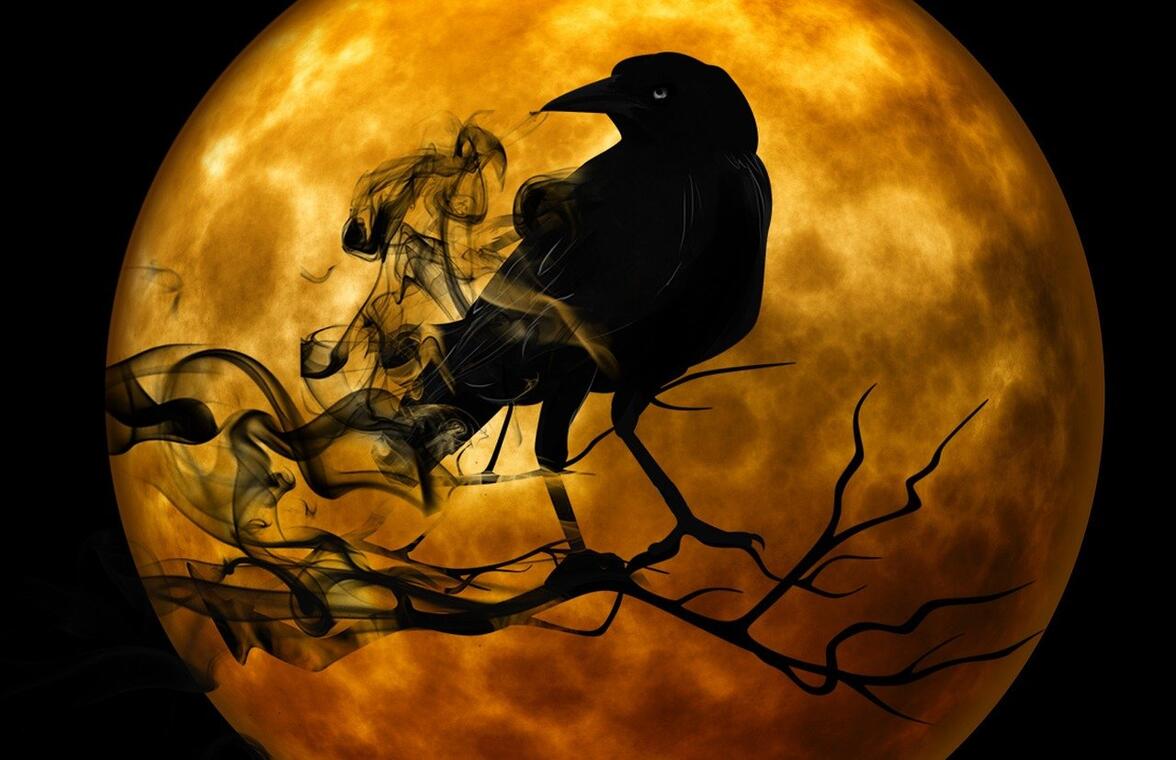crow-988218_1280