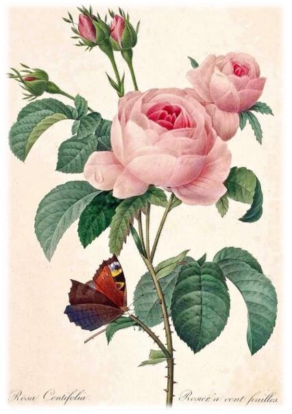 rose