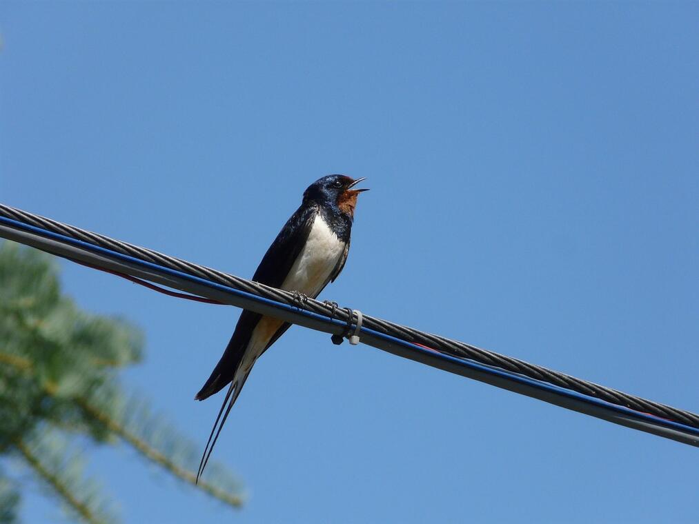 swallow-5049738_1280